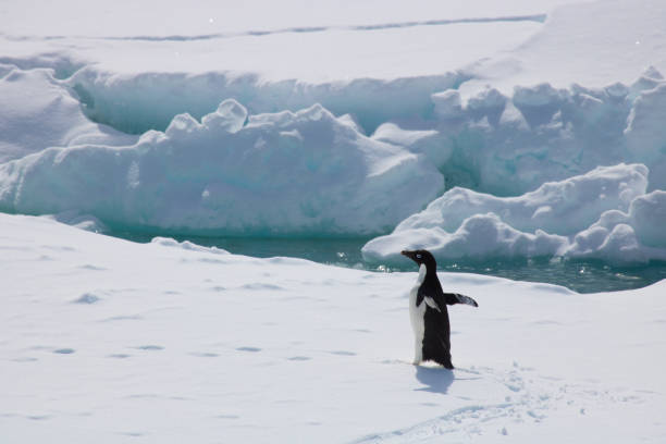 Adelie penguin Adelie penguin adelie penguin photos stock pictures, royalty-free photos & images