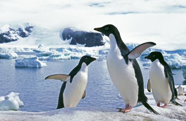 Adelie Penguin, pygoscelis adeliae, Group on Ice Field, Paulet Island in Antarctica Adelie Penguin, pygoscelis adeliae, Group on Ice Field, Paulet Island in Antarctica adelie penguin stock pictures, royalty-free photos & images