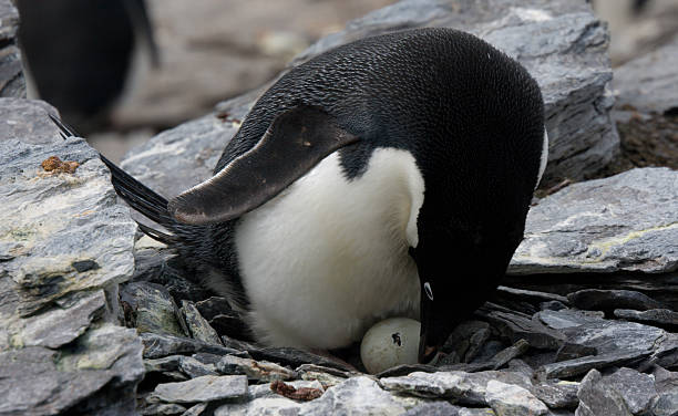 Adelie Penguin Watches as Chick Breaks out of Shell In Antarctica, an Adelie Penguin mother watches as her chick starts to break out of its egg -- the tip of the baby's beak is visible through the crack in the shell. adelie penguin stock pictures, royalty-free photos & images
