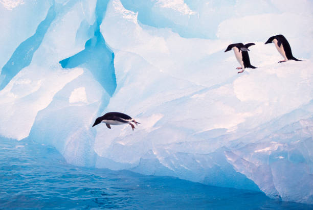 Adelie Penguins Jumping From Ice Three Adelie Penguins jumping from a blue tinted ice floe in the Antarctic Ocean. adelie penguin stock pictures, royalty-free photos & images