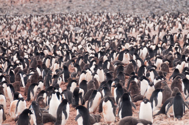 Adelie Penguins on Paulet Island Penguins at the Paulet Island Rookerie, off the coast of the Antarctic Peninsula. adelie penguin stock pictures, royalty-free photos & images