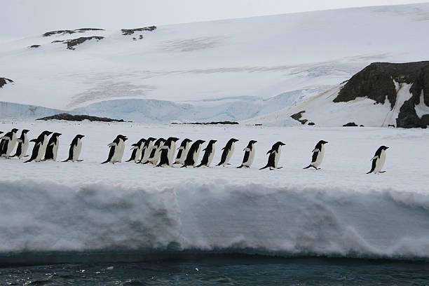 Adelie Penguins Adelie penguins on the Antarctic peninsula adelie penguin photos stock pictures, royalty-free photos & images