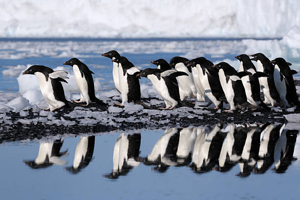 Adelie Penguins Group Adelie Penguins going to the water. adelie penguin stock pictures, royalty-free photos & images