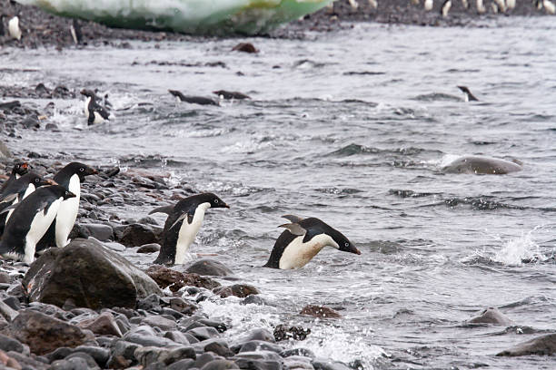 Adelie penguins swimming, Paulet Island, Antarctica Adult adelie penguins diving off shore of Paulet Island, Antarctica. adelie penguin stock pictures, royalty-free photos & images
