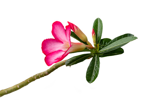 Adenium flower stalks that are blooming are red and pink with fresh green leaves, isolated on a white background