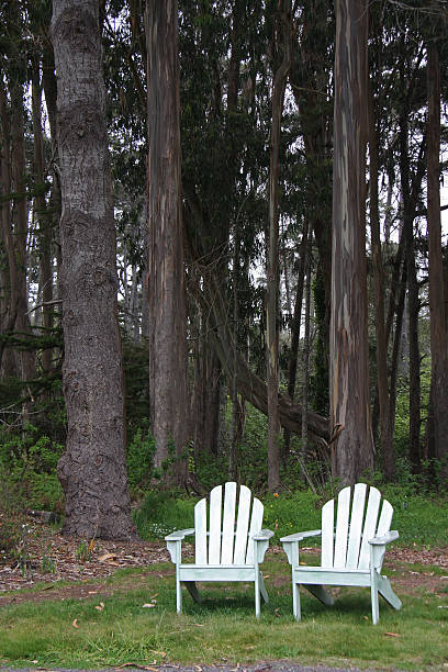 Adirondack Chairs Under Eucalyptus Trees stock photo