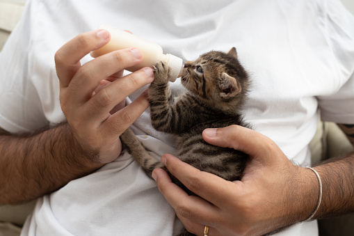 kitten being fed with bottle of milk by a man