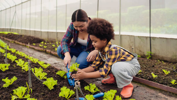Adorable African farmer child boy with afro hairstyle and his mother planting vegetables in the greenhouse. stock photo