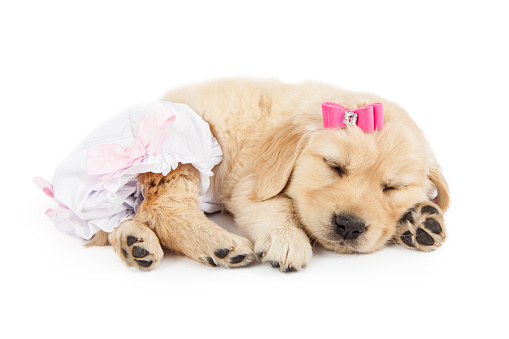 Adorable Baby Golden Retriever Dog Stock Photo Download Image Now Istock