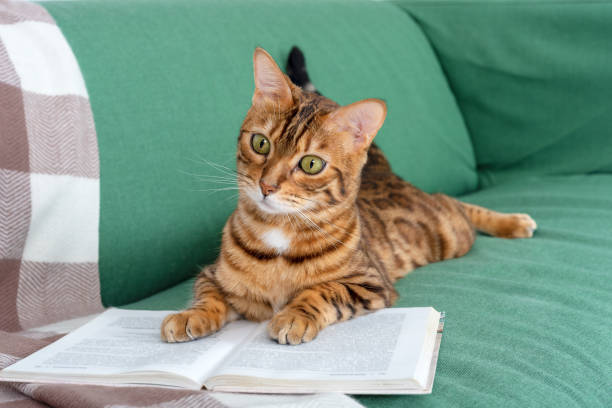 adorable bengal cat lies on the sofa with an open book - book cat imagens e fotografias de stock