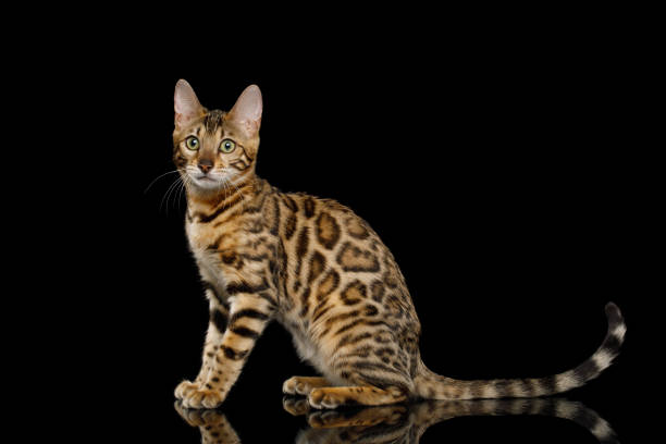 Adorable Bengal Cat on Isolated Black Background Adorable Bengal Cat Sitting on Isolated Black Background, side view bengals stock pictures, royalty-free photos & images