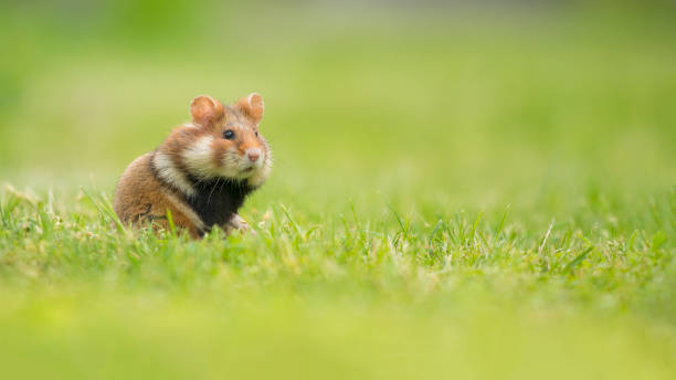 Adorable black bellied hamster standing upright in a green grass field stock photo