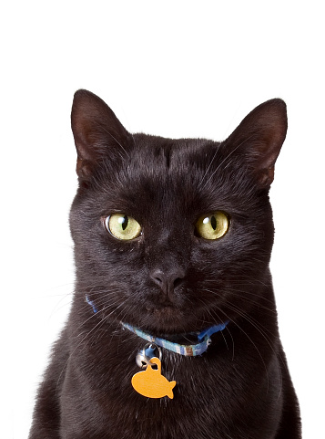 Adorable Black Cat Stock Photo Download Image Now iStock Adorable Black Cat Stock Photo Download Image Now iStock