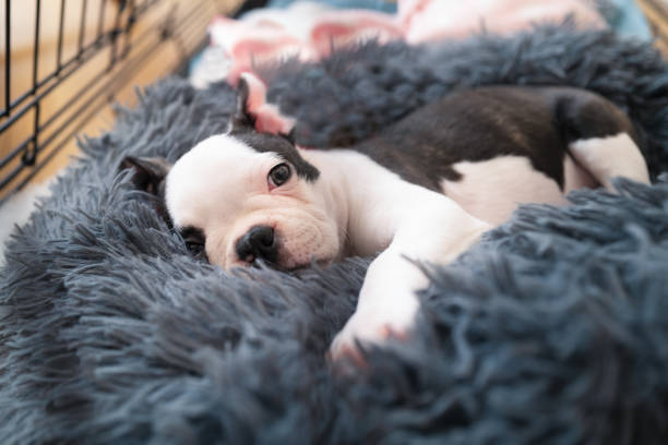 Adorable Boston Terrier puppy, lying in a snuggle bed safe inside her crate, looking at the camera. stock photo