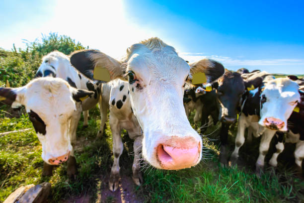 Adorable cow on field looking with interest into camera. stock photo