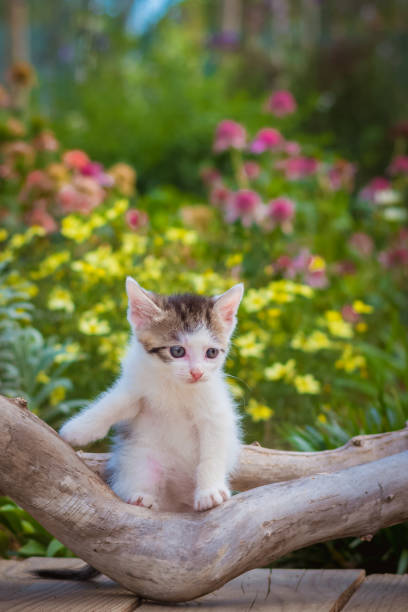 adorable cute black white kitten in colorful floral park posing on tree trunk stock photo