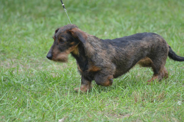 Wire Haired Dachshund Stock Photos, Pictures & Royalty