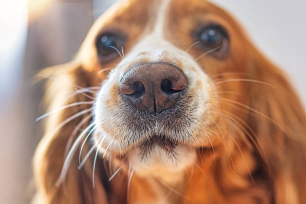 Adorable dog pet portrait stock photo