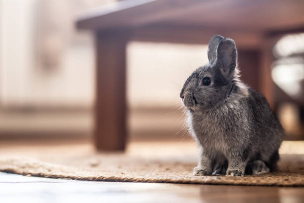 Adorable domestic rabbit sitting on a rug under a table in the living room. stock photo