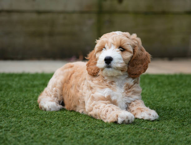 Adorable Eight Week Old Cockapoo Puppy An adorable eight week old Cockapoo puppy lying on the grass in a garden. cockapoo stock pictures, royalty-free photos & images