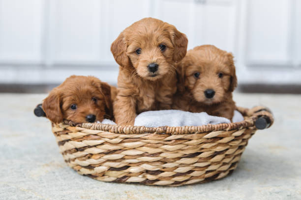 adorabile cucciolata di cuccioli goldendoodle in un cesto - allevatore foto e immagini stock