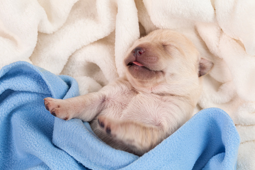 寝ているかわいい新生児赤ちゃんのラブラドール子犬 おもちゃのストックフォトや画像を多数ご用意 Istock
