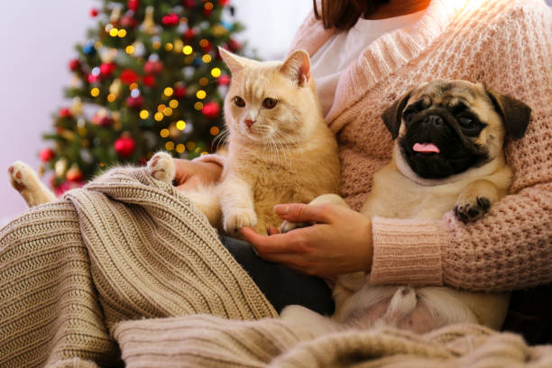 schattig huisdier thuis met winter vakantie seizoen decoraties - christmas cat stockfoto's en -beelden