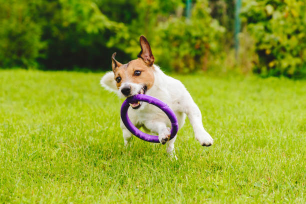 schattig huisdier hond spelen met speelgoed op groene gras gazon in achtertuin - agility stockfoto's en -beelden