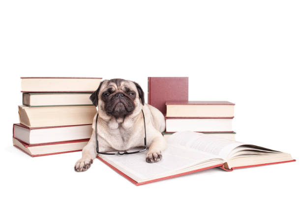 adorable pug puppy dog lying down and reading a book, looking erudite with glasses around neck, isolated on white background stock photo