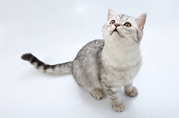 adorable silver tabby Scottish cat looking up stock photo