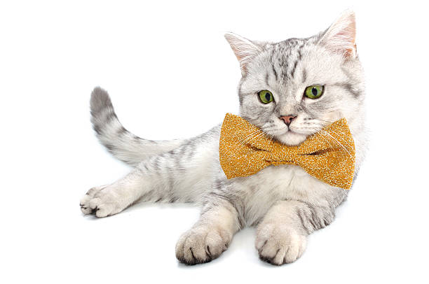 adorable silver white tabby Scottish cat kitten with bow tie stock photo