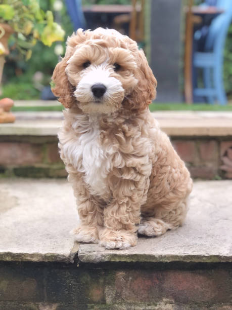 Adorable Twelve Week Old Cockapoo Puppy Chester, an adorable twelve week old Cockapoo puppy. Here he can be seen sitting on a patio, taking in the world that is the garden. cockapoo stock pictures, royalty-free photos & images
