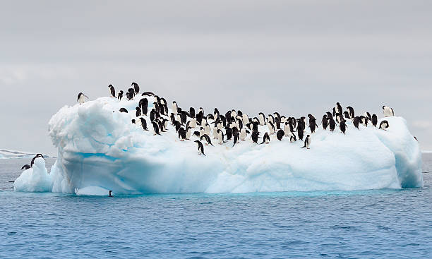 Adult adele penguins grouped on iceberg Large group of adele penguins on iceberg adelie penguin photos stock pictures, royalty-free photos & images