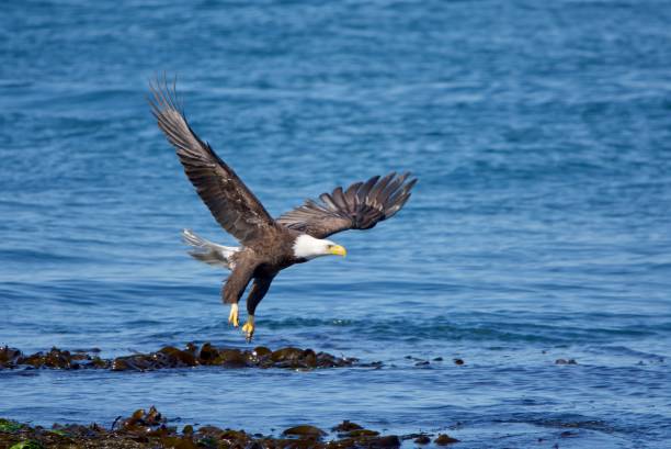 adult bald eagle( haliaeetus leucocephalus) flies over seaweed on shore at low tide - bald beach imagens e fotografias de stock
