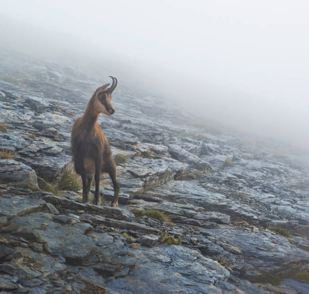Adult Chamois in fog Adult Chamois in fog (Rupicapra rupicapra) Olympus mountains, Greece mt olympus stock pictures, royalty-free photos & images
