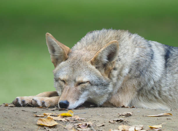 Adult Coyote Sleeping with out of Focus Background stock photo