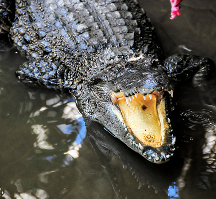 Adult Dangerous Crocodile in a Green Water River
