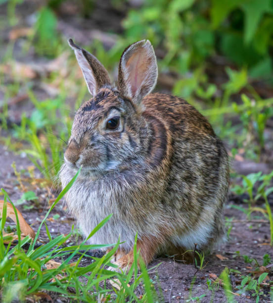 Adult eastern cottontail rabbit in grass stock photo