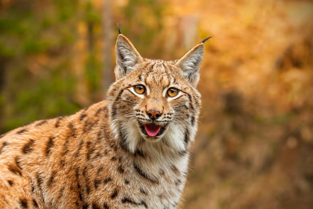 volwassen euraziatische lynx in herfst bos starend naar de camera - euraziatische lynx stockfoto's en -beelden