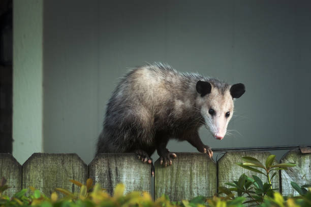 Adult female Virginia opossum (Didelphis virginiana), commonly known as the North American opossum  on the fence stock photo