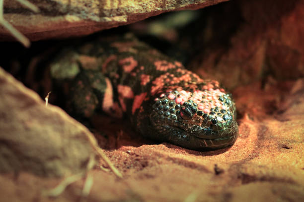 Adult Gila Monster An adult gila monster (Heloderma suspectum) sleeping on a sandy ground. gila monster photos stock pictures, royalty-free photos & images