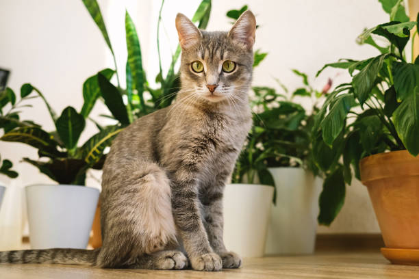 A adult gray cat sits on the floor in an apartment against a background of green indoor flowers. stock photo