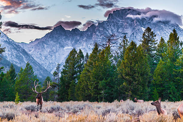 Adult Male Elk and his herd - Grand Tetons stock photo