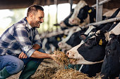 istock Adult man, making sure the cow eats everything. 1335930015