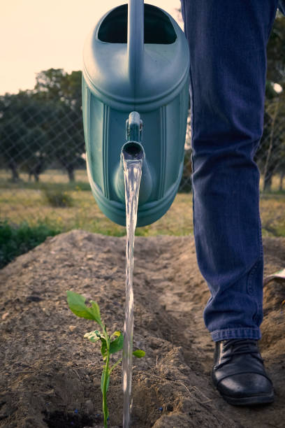 Adult man watering his vegetable garden with a watering can stock photo