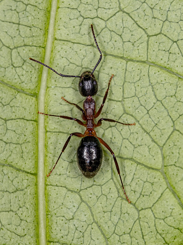 Adult Odorous Ant of the genus Dolichoderus
