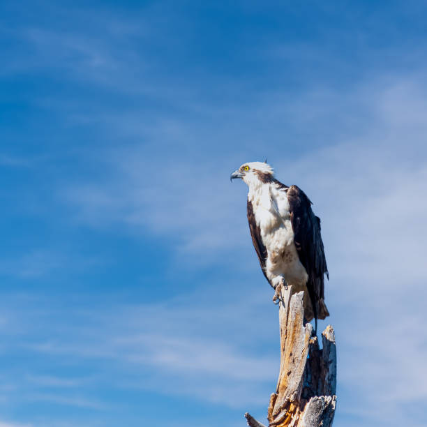 Adult Osprey Perched in a Dead Tree stock photo