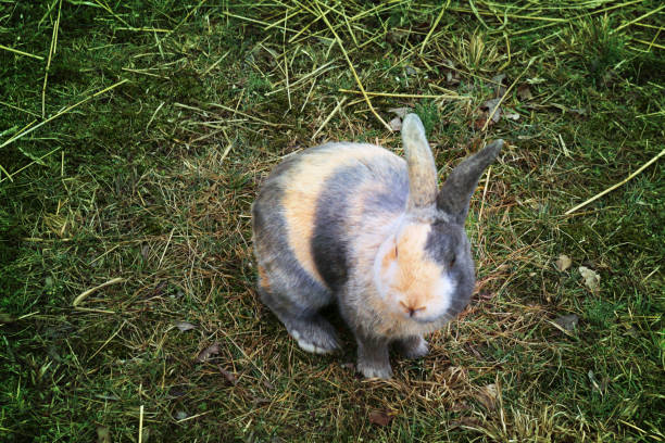 Adult Rabbit An adult harlequin rabbit in the grass. His name is Kix harlequin stock pictures, royalty-free photos & images