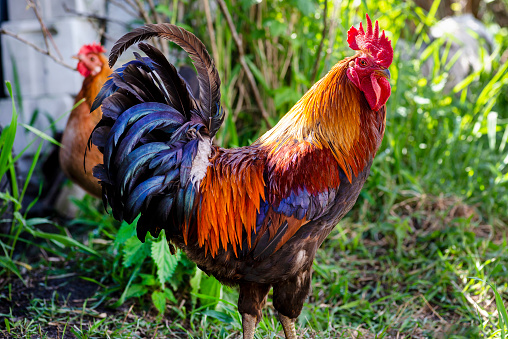 Adult rooster standing on the lawn in the countryside in a free range.