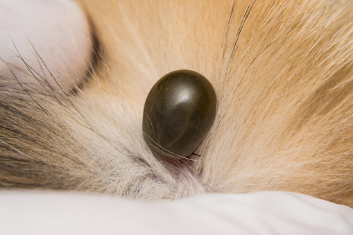 Adult Tick On The Skin Surface Of A Cat Before Lay Eggs Stock Photo